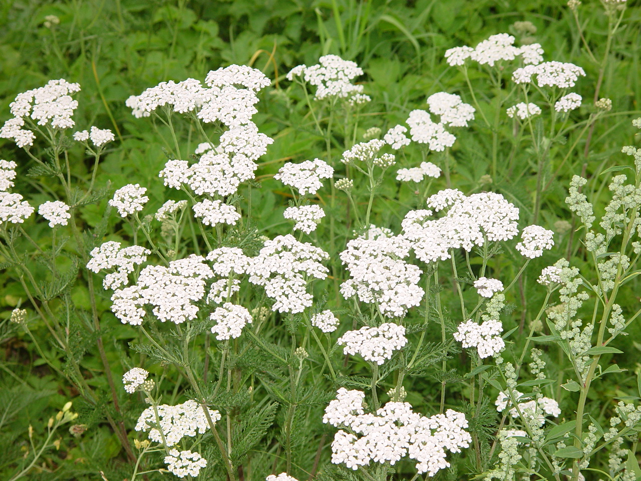 Achillea sibirica